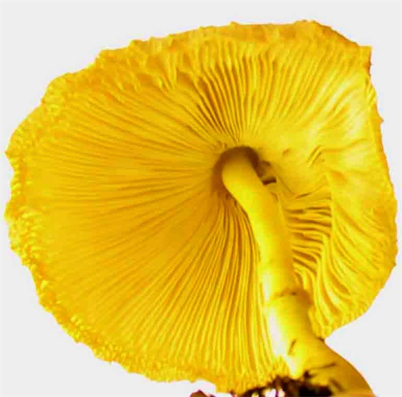 Flora Art Photography